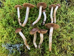 Cortinarius parvoacetosus