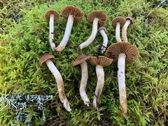 Cortinarius parvoacetosus