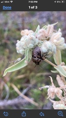 Orsilochides guttata