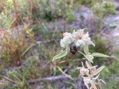 Orsilochides guttata