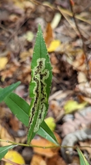 Phytomyza albiceps group