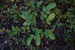 Hydrophylloideae