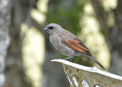 Agelaioides badius