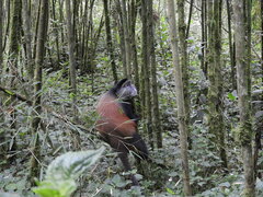 Cercopithecus mitis kandti