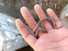 Hypsiglena ochrorhynchus