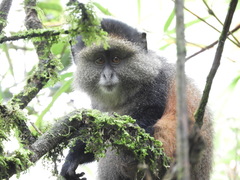 Cercopithecus mitis kandti