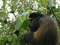Cercopithecus mitis kandti