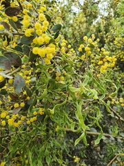Acacia brachybotrya