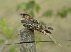 Hydropsalis torquata