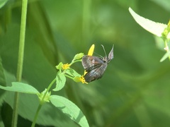 Pyrginae