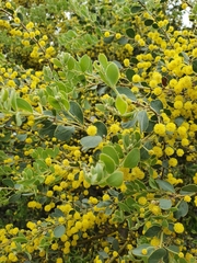 Acacia brachybotrya