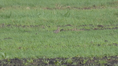 Charadrius morinellus