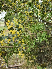 Acacia brachybotrya