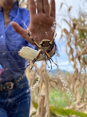 Argiope argentata