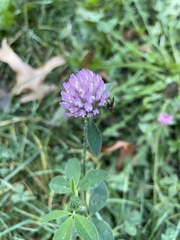 Trifolium pratense