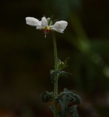 Blumenbachia insignis