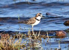 Charadrius collaris