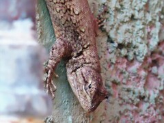 Sceloporus grammicus