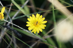 Chrysopsidinae
