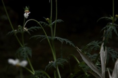 Blumenbachia insignis