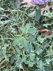Trifolium pratense