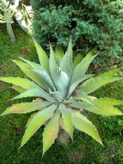 Agave maximiliana
