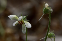 Blumenbachia insignis