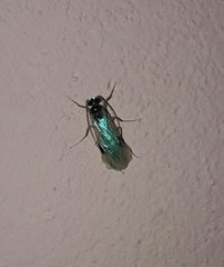 Plumariidae