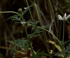 Blumenbachia insignis