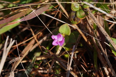 Rhexia nuttallii