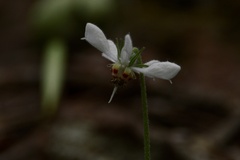 Blumenbachia insignis