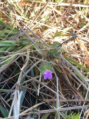 Rhexia nuttallii