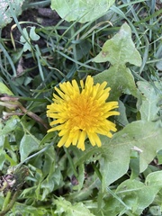 Taraxacum officinale