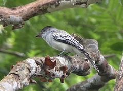 Sirystes albogriseus