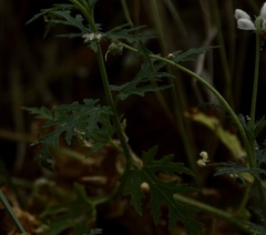 Blumenbachia insignis