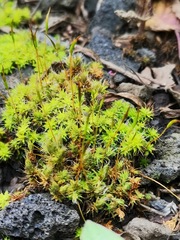 Funaria hygrometrica