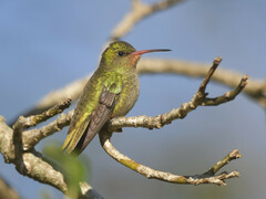 Hylocharis chrysura