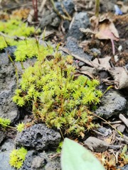 Funaria hygrometrica