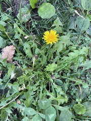 Taraxacum officinale