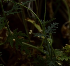 Blumenbachia insignis