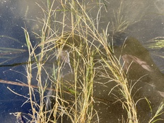 Potamogeton strictifolius