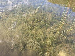Potamogeton strictifolius