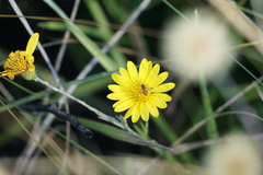 Chrysopsidinae