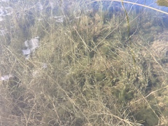Potamogeton strictifolius