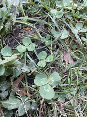 Trifolium repens