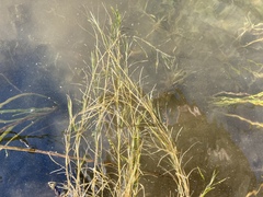 Potamogeton strictifolius