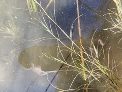 Potamogeton strictifolius