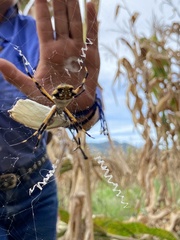 Argiope argentata