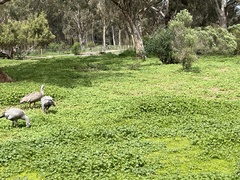 Cereopsis novaehollandiae