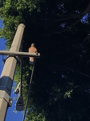 Buteo lineatus elegans